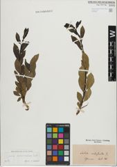 Foto von Salix mielichhoferi Saut.